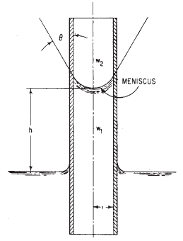 Capillary action raises water in a small-diameter tube